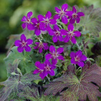 Geranium wlassovianum - Géranium vivace de Sibérie - Géraniums