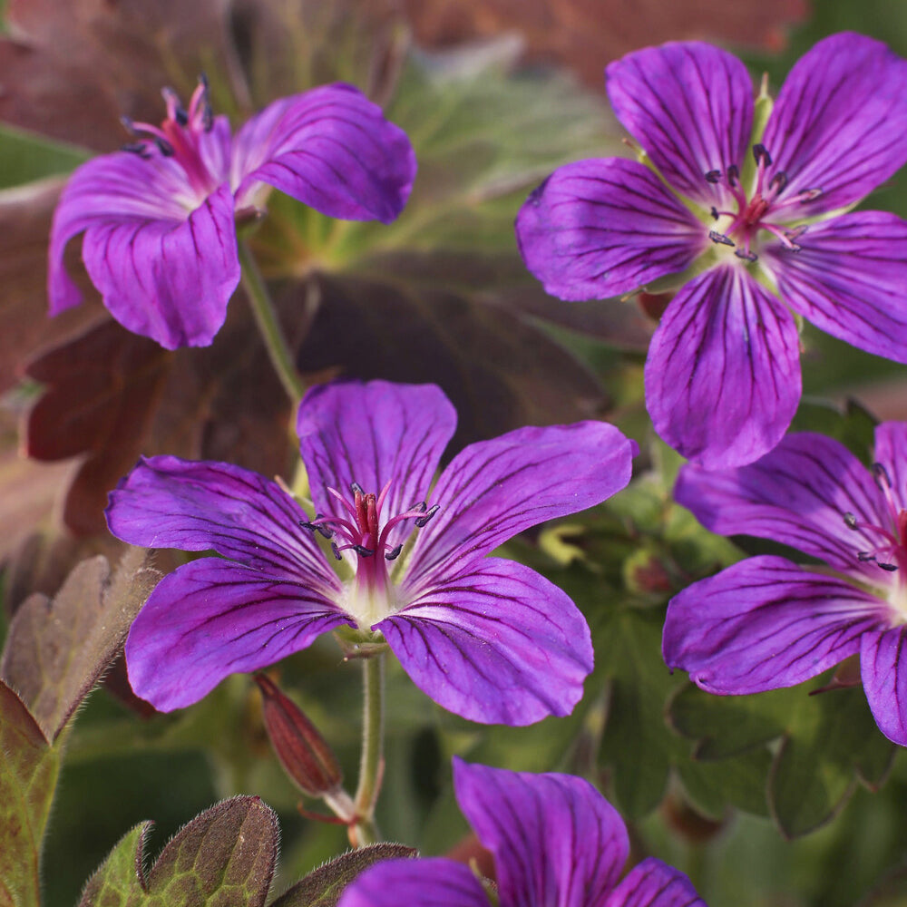 Géranium vivace de Sibérie - Geranium wlassovianum - Bakker