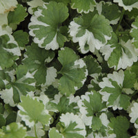 Glechoma hederacea Variegata - Lierre terrestre panaché - 