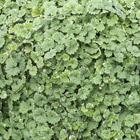  - Lierre terrestre panaché - Glechoma hederacea Variegata