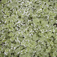 Lierre terrestre panaché - Glechoma hederacea Variegata - Bakker