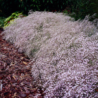 Gypsophila paniculata Rosenchleier - 3 Gypsophiles Rosenschleier - Plantes vivaces