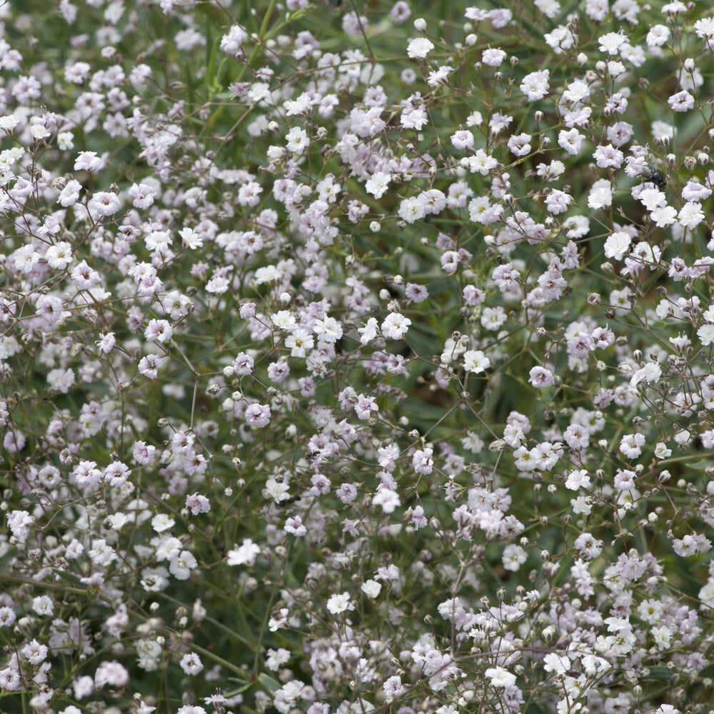 Gypsophile Rosenschleier - Bakker