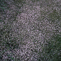 3 Gypsophiles Rosenschleier - Gypsophila paniculata Rosenchleier - Bakker