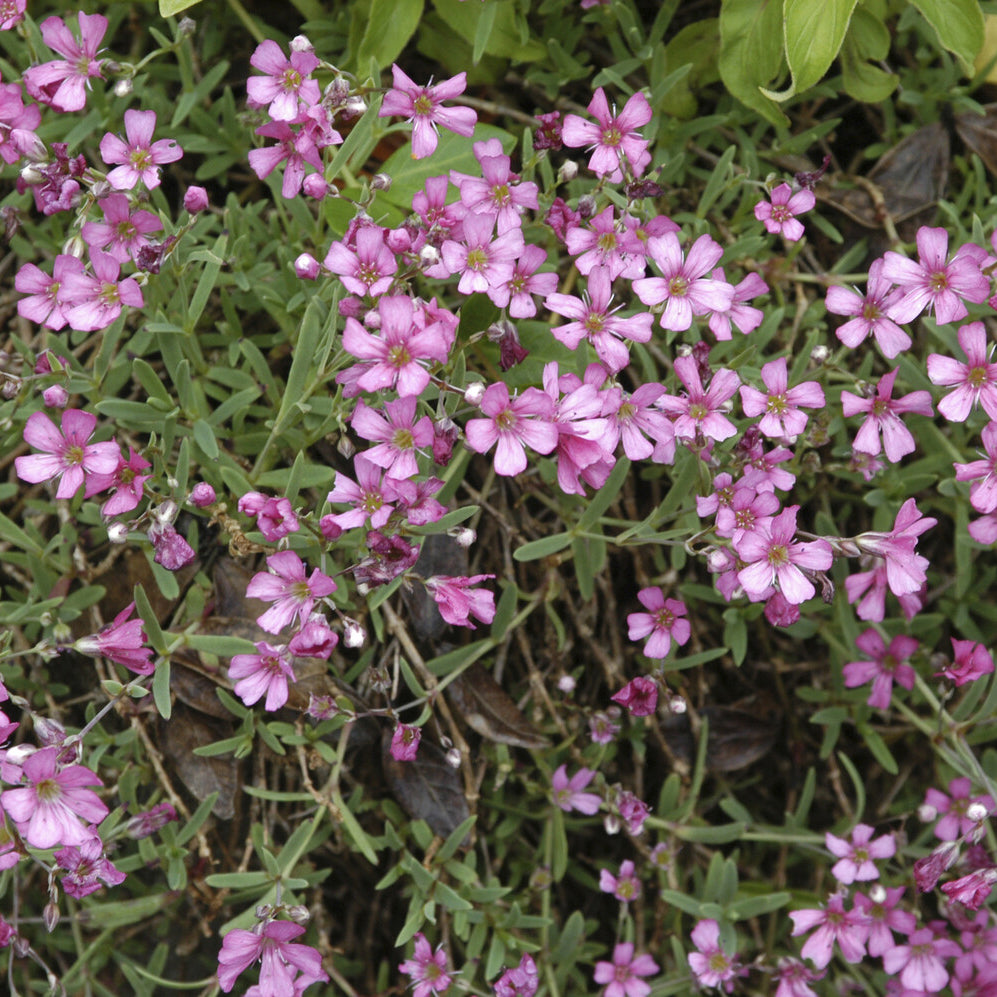 Gypsophile - Gypsophile rampant Rosea - Gypsophila repens Rosea