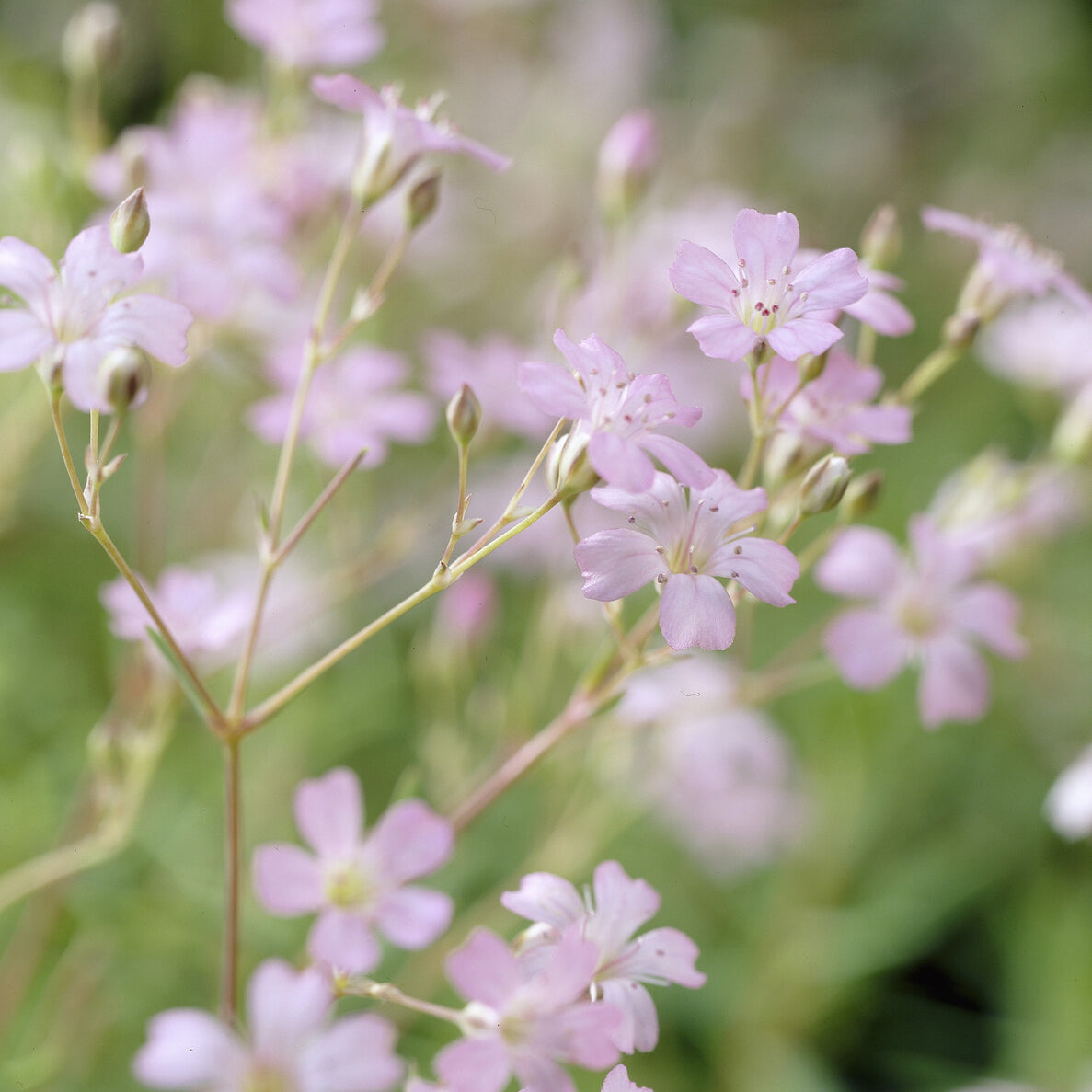 Gypsophila repens Rosea - Gypsophile rampant Rosea - Gypsophile