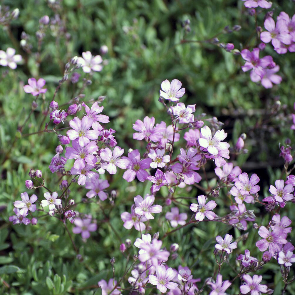 Gypsophile rampant Rosea - Gypsophila repens Rosea - Bakker