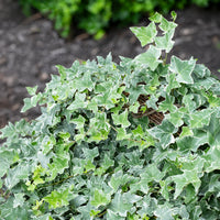 Lierre commun Glacier - Hedera helix Glacier - Bakker