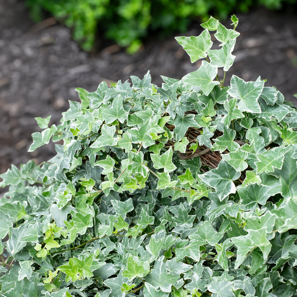 Lierre commun Glacier - Hedera helix Glacier - Bakker
