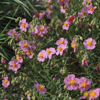 Hélianthèmes - Hélianthème Lawrenson's Pink - Helianthemum Lawrenson's Pink