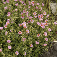 Hélianthème Lawrenson's Pink - Bakker