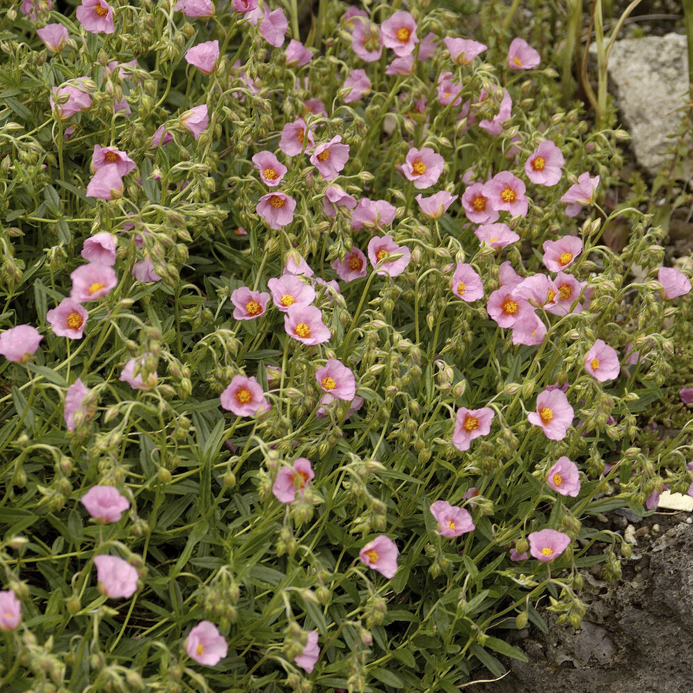 Hélianthème Lawrenson's Pink - Bakker