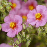 Helianthemum Lawrenson's Pink - Hélianthème Lawrenson's Pink - Hélianthèmes