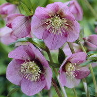 Plantes vivaces - Héllébore d'Orient Pink Lady - Helleborus orientalis Pink Lady