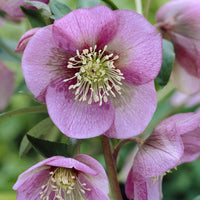 Helleborus orientalis Pink Lady - Héllébore d'Orient Pink Lady - Plantes vivaces