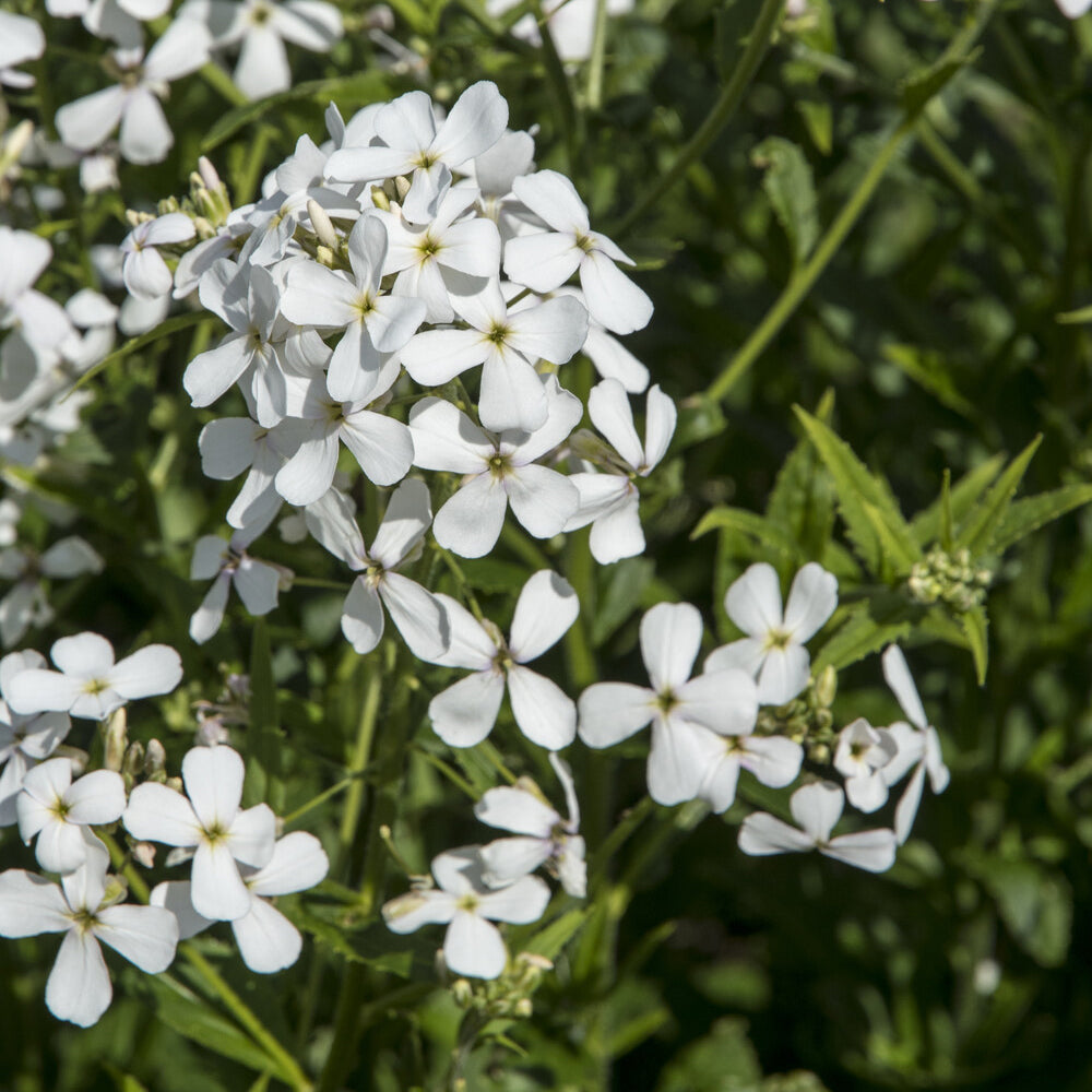 Julienne des Dames à fleurs blanches - Bakker