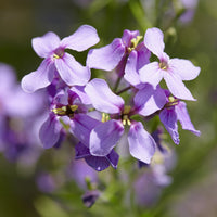 Hesperis matronalis - Julienne des Dames - Plantes vivaces
