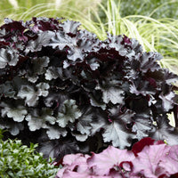 Heuchère Black Pearl - Bakker