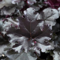 Heuchère Black Pearl - Heuchera Black Pearl - Bakker