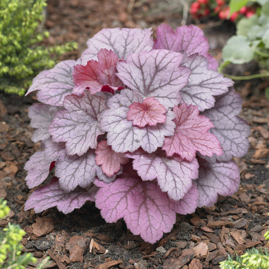 Heuchère Georgia Plum - Bakker