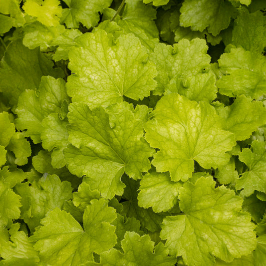 Heuchère Lemon Love - Bakker