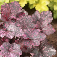 Heuchera Midnight Rose - Heuchère Midnight rose - Heuchère