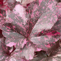 Heuchère Midnight rose - Heuchera Midnight Rose - Bakker