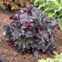 Heuchère Obsidian - Bakker
