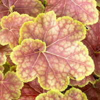Vente Heuchère Tiramisu - Heuchera Tiramisu