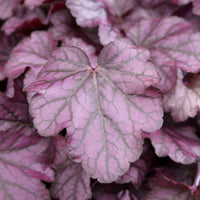 Heuchère - Heuchère Wild Rose - Heuchera Wild Rose