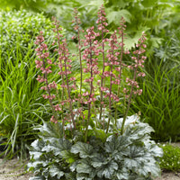 Heuchera Paris - Heuchère Paris - Heuchère