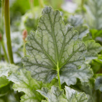 Heuchère - Heuchère Paris - Heuchera Paris