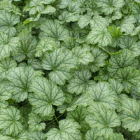 Vente Heuchère Paris - Heuchera Paris