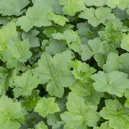 Heuchère Chantilly - Bakker