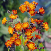 Plantes vivaces - 3 Épervières orangées - Hieracium aurantiacum