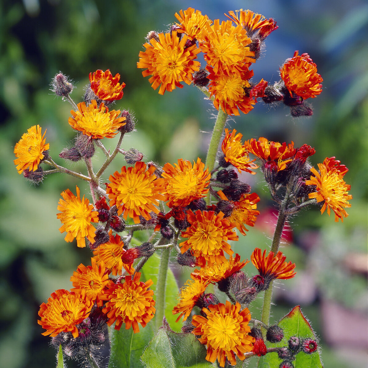 Plantes vivaces - Épervière orangée - Hieracium aurantiacum