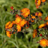 3 Épervières orangées - Hieracium aurantiacum - Bakker