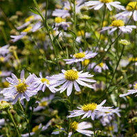 3 Faux-Asters japonais Charlotte - Kalimeris incisa Charlotte - Bakker