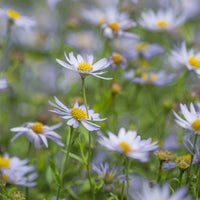Kalimeris incisa Charlotte - 3 Faux-Asters japonais Charlotte - Vivaces fleuries