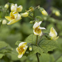 Kirengeshoma koreana - Fleur de cire de Corée - Plantes vivaces