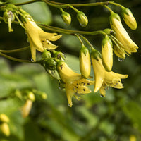 Fleur de cire de Corée - Kirengeshoma koreana - Bakker