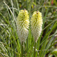 Plantes vivaces - Tritoma Ice Queen - Kniphofia Ice Queen