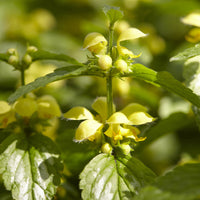 Lamiastrum galeobdolon Florentinum - Lamier doré Florentinum - Plantes vivaces
