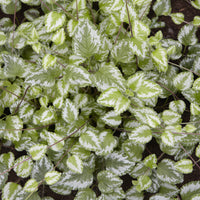 Plantes vivaces - Lamier doré Florentinum - Lamiastrum galeobdolon Florentinum