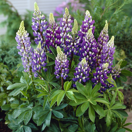 Lupin Gallery Blue