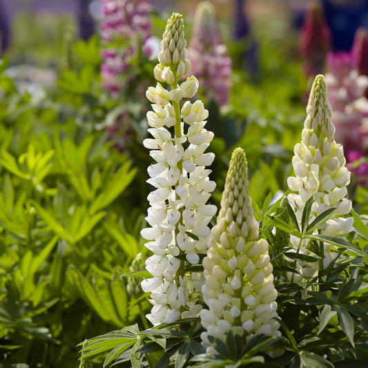 3 Lupins Gallery White