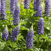 Lupinus The Governor - 3 Lupins Le Gouverneur - Plantes vivaces