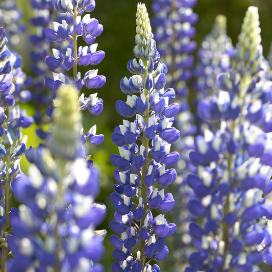 3 Lupins Le Gouverneur