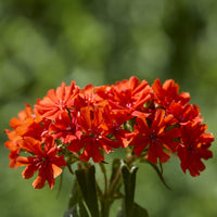 Croix de Jérusalem Morgenrot - Bakker