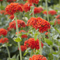 Vente Croix de Jérusalem Morgenrot - Lychnis chalcedonica